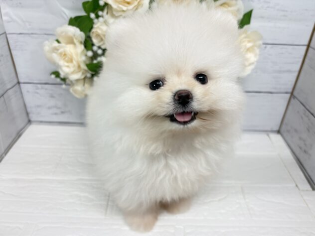 宮城県のポメラニアン (アミーゴ仙台富沢店/2026年4月3日生まれ/女の子/クリーム)の子犬
