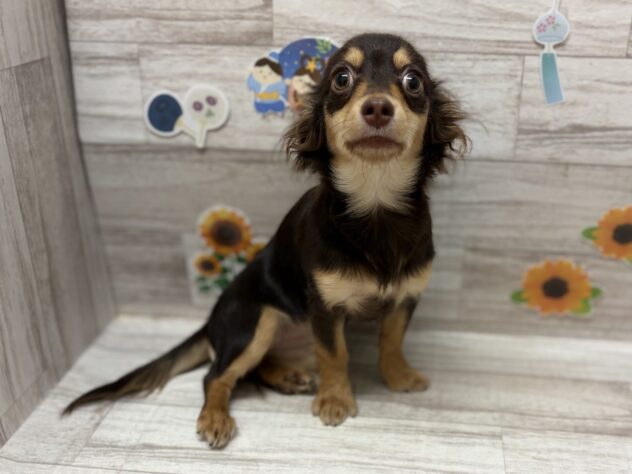 岩手県のハーフ犬・ミックス犬 (アミーゴ一関店/2026年2月17日生まれ/女の子/チョコレートタン)の子犬