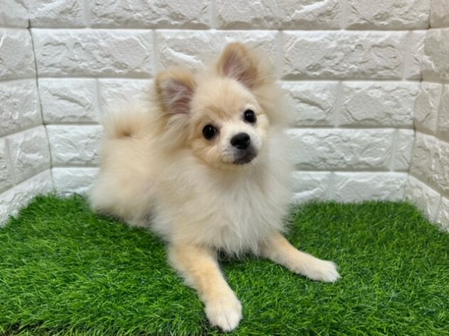 新潟県のポメラニアン (アミーゴ紫竹山店/2026年1月9日生まれ/女の子/クリーム)の子犬の2枚目の画像