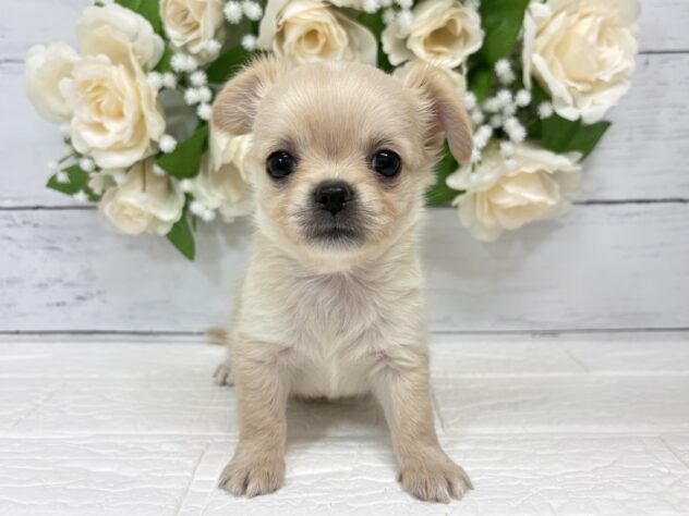 宮城県のチワワ(ロング) (アミーゴ仙台富沢店/2026年4月27日生まれ/男の子/クリーム)の子犬