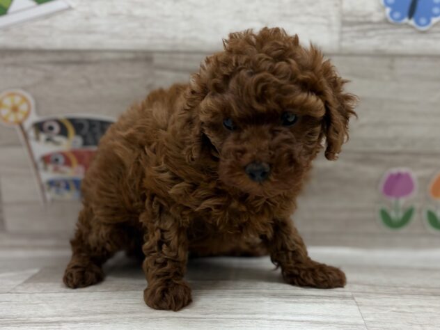 岩手県のトイプードル(トイ) (アミーゴ一関店/2026年4月3日生まれ/女の子/レッド)の子犬