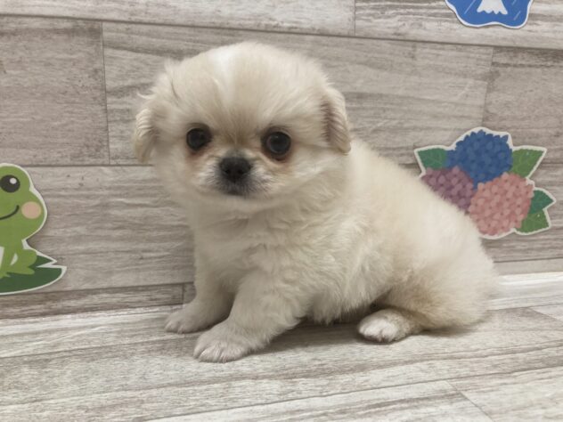岩手県のハーフ犬・ミックス犬 (アミーゴ一関店/2026年4月13日生まれ/男の子/クリーム)の子犬
