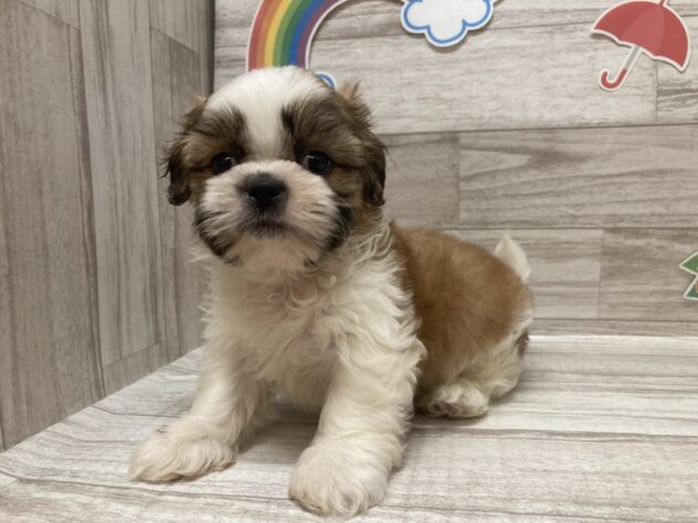 岩手県のシーズー (アミーゴ一関店/2026年4月22日生まれ/男の子/ホワイトゴールド)の子犬