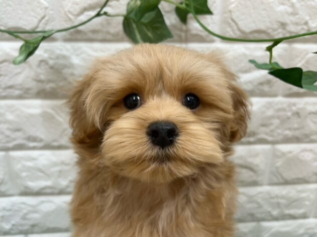 新潟県のハーフ犬・ミックス犬 (アミーゴ紫竹山店/2026年3月23日生まれ/男の子/アプリコット)の子犬の3枚目の画像