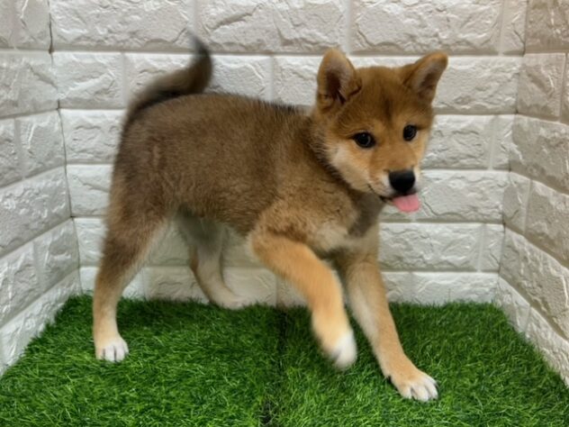 新潟県の柴犬(標準サイズ) (アミーゴ紫竹山店/2026年3月2日生まれ/男の子/赤)の子犬の2枚目の画像