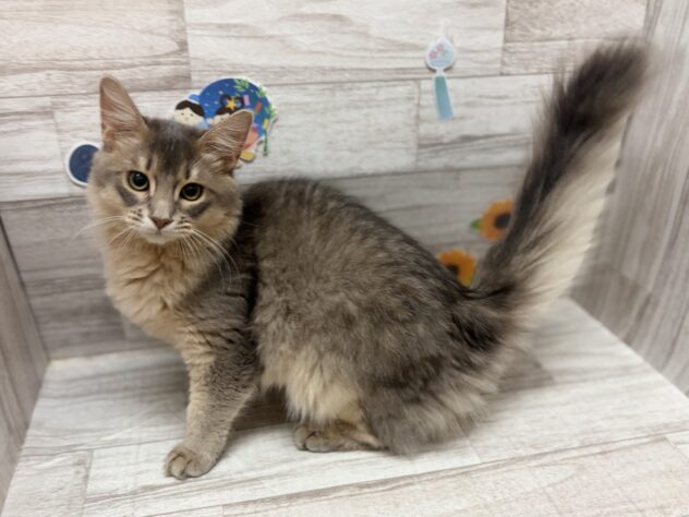 岩手県のソマリ (アミーゴ一関店/2026年2月4日生まれ/男の子/ブルー)の子猫