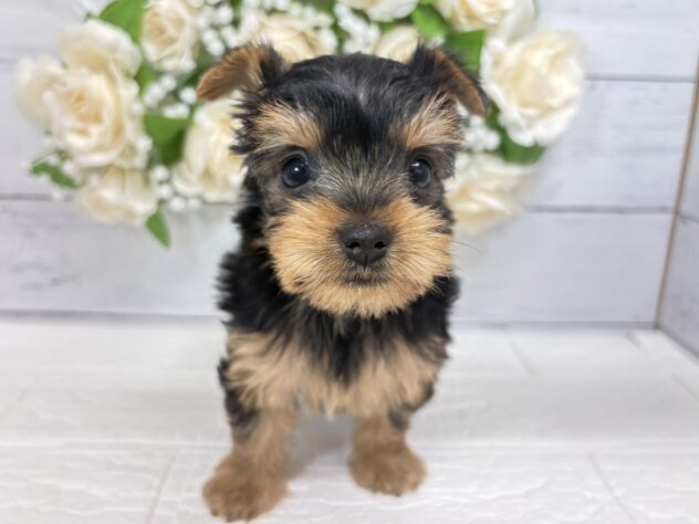 宮城県のヨークシャーテリア (アミーゴ仙台富沢店/2026年4月12日生まれ/女の子/スチールブルータン)の子犬