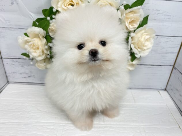 宮城県のポメラニアン (アミーゴ仙台富沢店/2026年4月3日生まれ/女の子/クリーム)の子犬の2枚目の画像