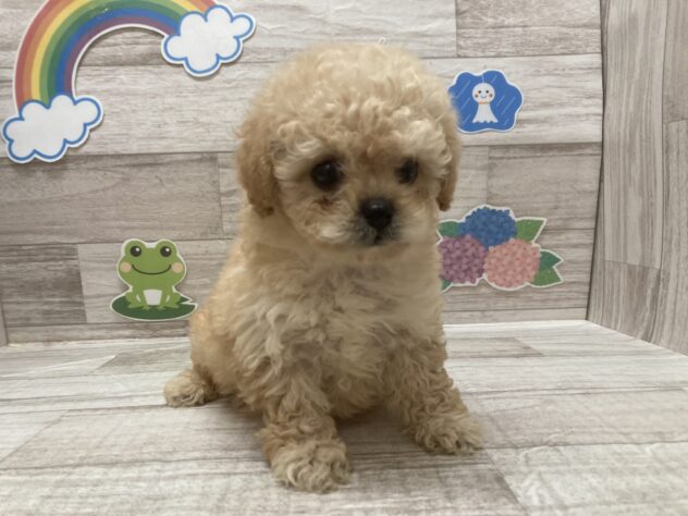 岩手県のハーフ犬・ミックス犬 (アミーゴ一関店/2026年4月13日生まれ/男の子/クリーム)の子犬