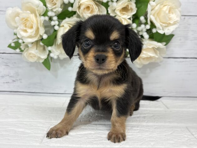 宮城県のハーフ犬・ミックス犬 (アミーゴ仙台富沢店/2026年4月28日生まれ/女の子/ブラックイエロー)の子犬