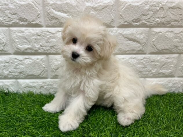 新潟県のハーフ犬・ミックス犬 (アミーゴ紫竹山店/2026年3月23日生まれ/女の子/ホワイト)の子犬の2枚目の画像