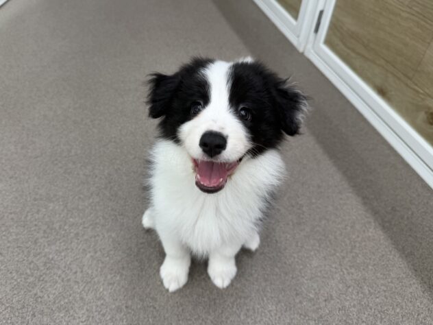 新潟県のボーダーコリー (アミーゴ新潟小新店/2026年3月28日生まれ/女の子/ブラックホワイト)の子犬の1枚目の画像