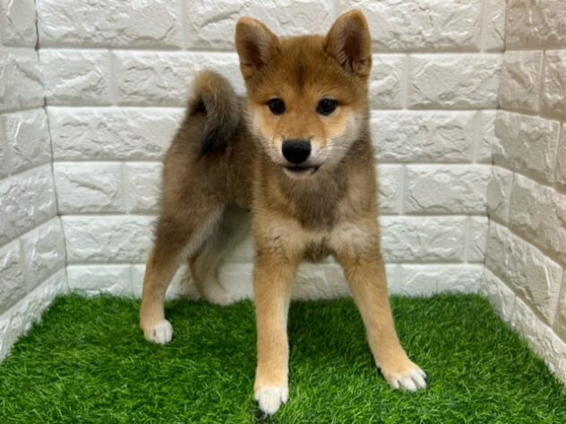 新潟県の柴犬(標準サイズ) (アミーゴ紫竹山店/2026年3月2日生まれ/男の子/赤)の子犬の1枚目の画像