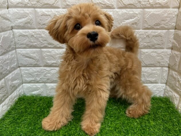 新潟県のハーフ犬・ミックス犬 (アミーゴ紫竹山店/2026年3月23日生まれ/男の子/アプリコット)の子犬の1枚目の画像