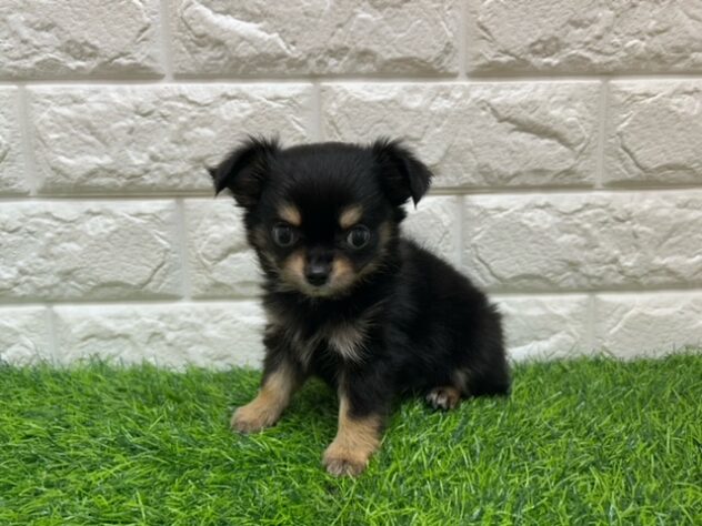 新潟県のチワワ(ロング) (アミーゴ紫竹山店/2026年4月20日生まれ/男の子/ブラックタン)の子犬