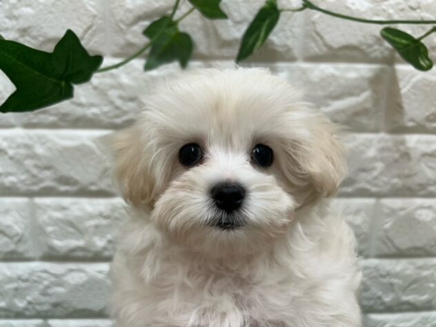 新潟県のハーフ犬・ミックス犬 (アミーゴ紫竹山店/2026年3月23日生まれ/女の子/ホワイト)の子犬の3枚目の画像