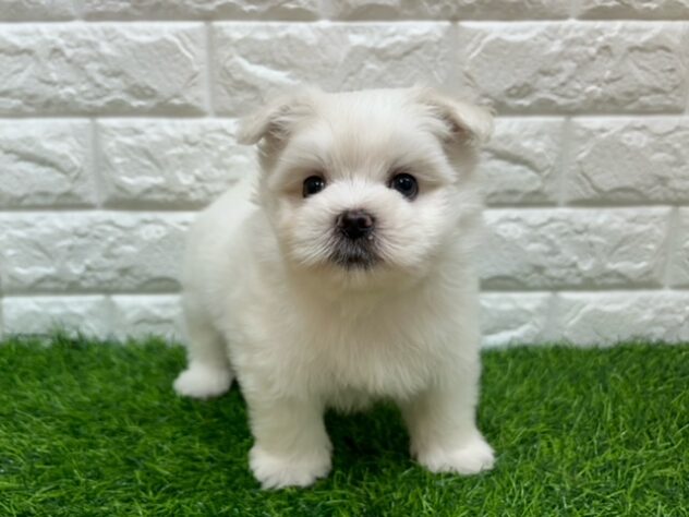 新潟県のハーフ犬・ミックス犬 (アミーゴ紫竹山店/2026年4月5日生まれ/男の子/ホワイト)の子犬