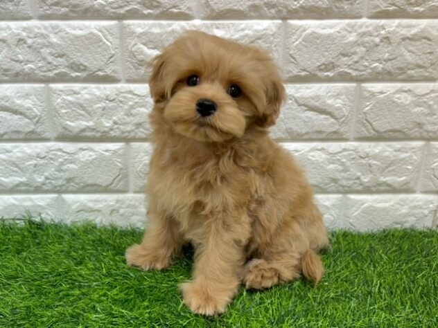 新潟県のハーフ犬・ミックス犬 (アミーゴ紫竹山店/2026年3月23日生まれ/男の子/アプリコット)の子犬の1枚目の画像