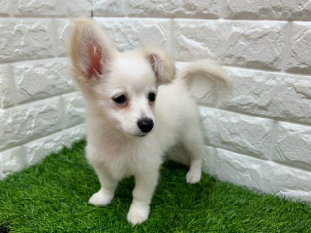 新潟県のハーフ犬・ミックス犬 (アミーゴ紫竹山店/2026年3月10日生まれ/男の子/クリーム)の子犬の2枚目の画像