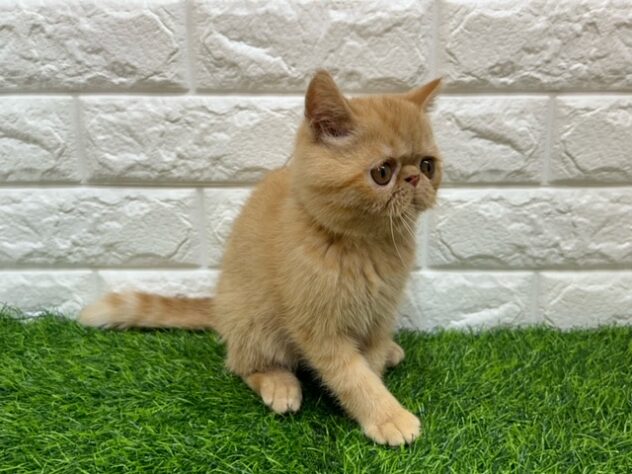 新潟県のエキゾチック (アミーゴ紫竹山店/2026年3月23日生まれ/男の子/レッドタビー)の子猫の2枚目の画像