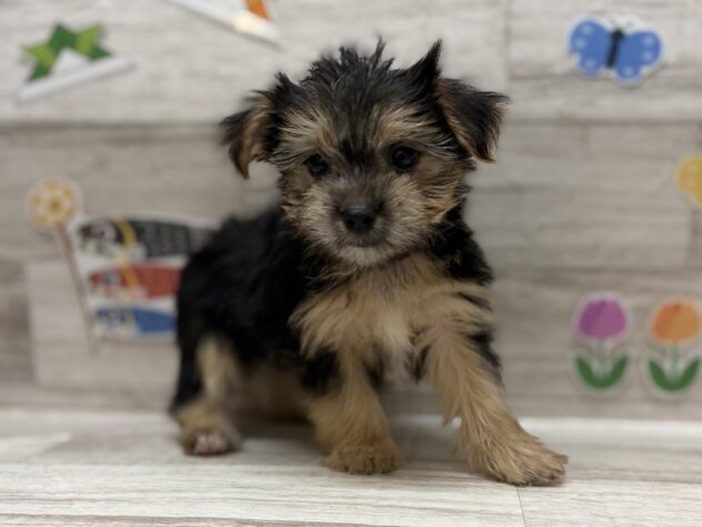 秋田県のハーフ犬・ミックス犬 (アミーゴ横手店/2026年3月25日生まれ/男の子/11 その他の毛色)の子犬