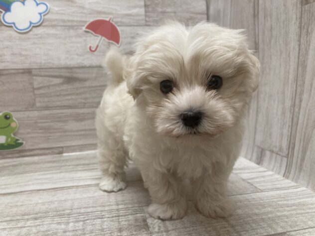 岩手県のハーフ犬・ミックス犬 (アミーゴ一関店/2026年4月16日生まれ/男の子/ホワイト)の子犬