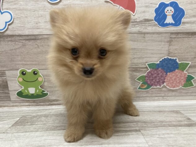 岩手県のポメラニアン (アミーゴ一関店/2026年4月23日生まれ/男の子/オレンジ)の子犬