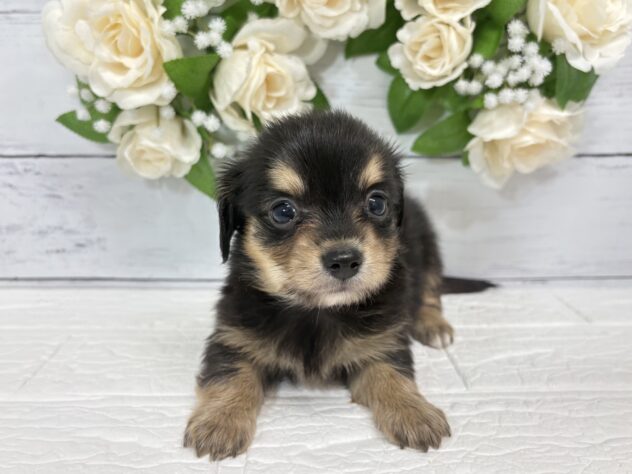 宮城県のハーフ犬・ミックス犬 (アミーゴ仙台富沢店/2026年4月7日生まれ/女の子/ブラックタン)の子犬