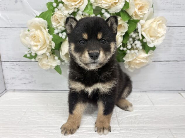宮城県の柴犬(標準サイズ) (アミーゴ仙台富沢店/2026年4月6日生まれ/女の子/黒)の子犬