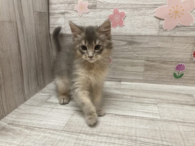 秋田県のソマリ (アミーゴ横手店/2026年2月4日生まれ/男の子/ブルー)の子猫