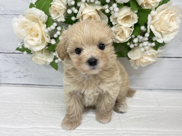 宮城県のハーフ犬・ミックス犬 (アミーゴ仙台富沢店/2026年4月26日生まれ/男の子/アプリコット)の子犬