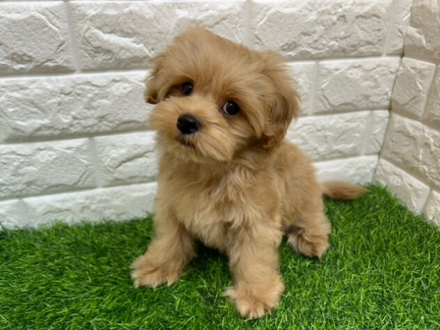 新潟県のハーフ犬・ミックス犬 (アミーゴ紫竹山店/2026年3月23日生まれ/男の子/アプリコット)の子犬の2枚目の画像