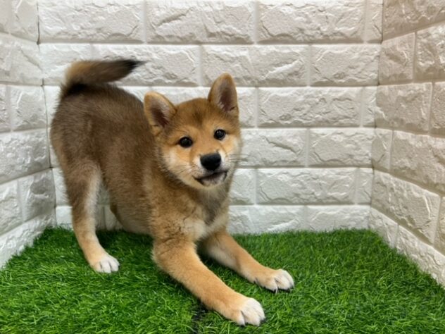新潟県の柴犬(標準サイズ) (アミーゴ紫竹山店/2026年3月2日生まれ/男の子/赤)の子犬の3枚目の画像