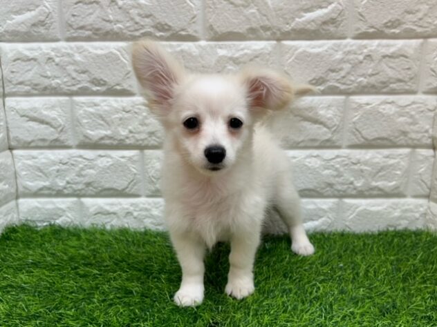 新潟県のハーフ犬・ミックス犬 (アミーゴ紫竹山店/2026年3月10日生まれ/男の子/クリーム)の子犬の1枚目の画像