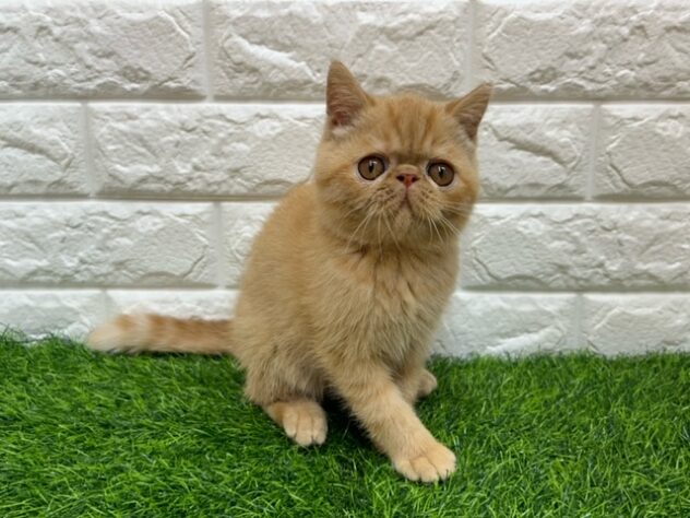 新潟県のエキゾチック (アミーゴ紫竹山店/2026年3月23日生まれ/男の子/レッドタビー)の子猫の1枚目の画像