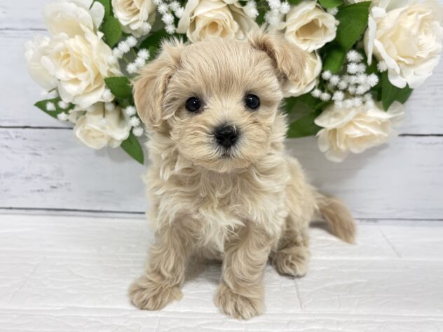 宮城県のハーフ犬・ミックス犬 (アミーゴ仙台富沢店/2026年4月12日生まれ/女の子/アプリコット)の子犬