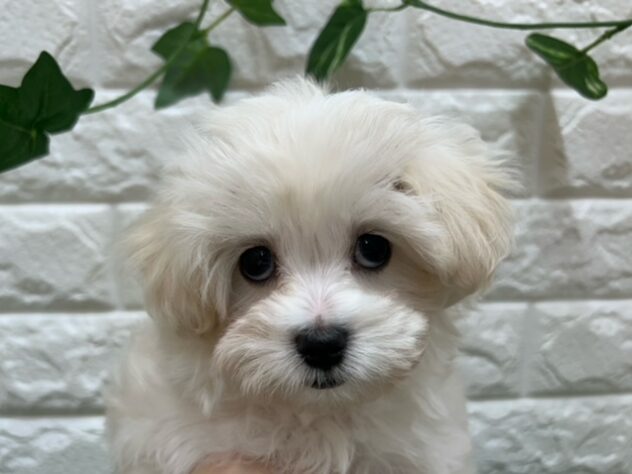 新潟県のハーフ犬・ミックス犬 (アミーゴ紫竹山店/2026年3月23日生まれ/女の子/ホワイト)の子犬の4枚目の画像