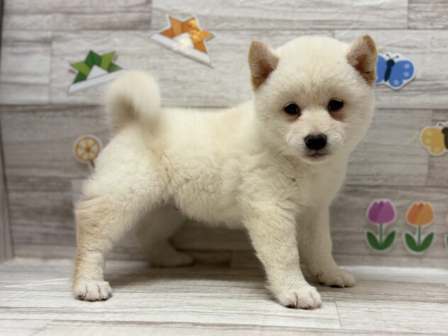 岩手県の柴犬(標準サイズ) (アミーゴ一関店/2026年4月1日生まれ/男の子/白)の子犬