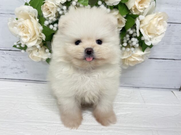宮城県のポメラニアン (アミーゴ仙台富沢店/2026年4月3日生まれ/女の子/クリーム)の子犬