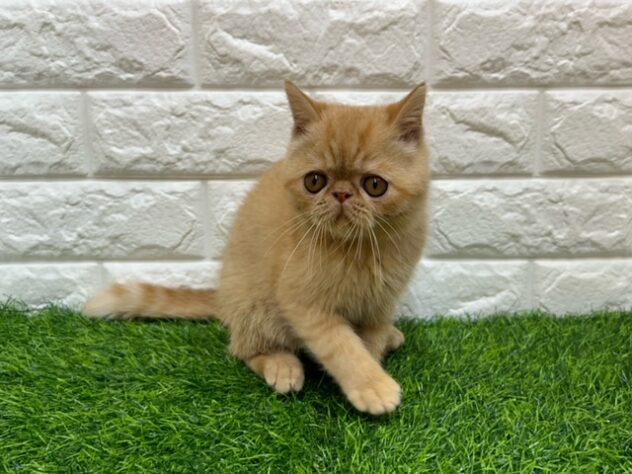 新潟県のエキゾチック (アミーゴ紫竹山店/2026年3月23日生まれ/男の子/レッドタビー)の子猫の3枚目の画像