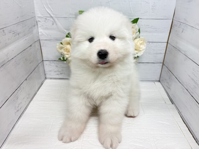 宮城県のサモエド (アミーゴ仙台富沢店/2026年3月30日生まれ/女の子/ホワイト)の子犬