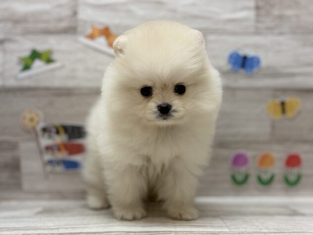 秋田県のポメラニアン (アミーゴ横手店/2026年3月12日生まれ/男の子/クリーム)の子犬