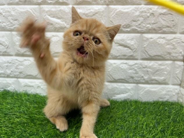 新潟県のエキゾチック (アミーゴ紫竹山店/2026年3月23日生まれ/男の子/レッドタビー)の子猫の4枚目の画像
