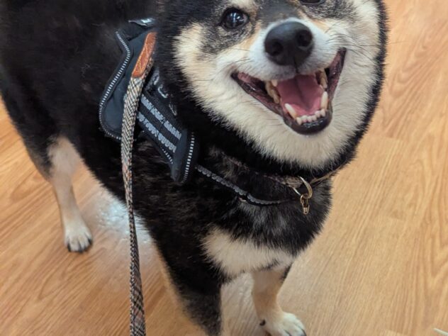 健