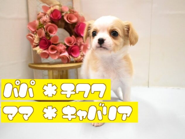 大阪府のハーフ犬・ミックス犬 (ペット・プラザ アミーゴ豊中服部店/2026年4月5日生まれ/男の子/ホワイトクリーム)の子犬