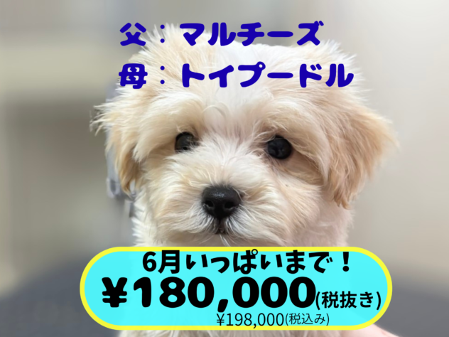 岡山県のハーフ犬・ミックス犬 (アミーゴ中庄店/2026年4月12日生まれ/男の子/クリーム)の子犬の1枚目の画像