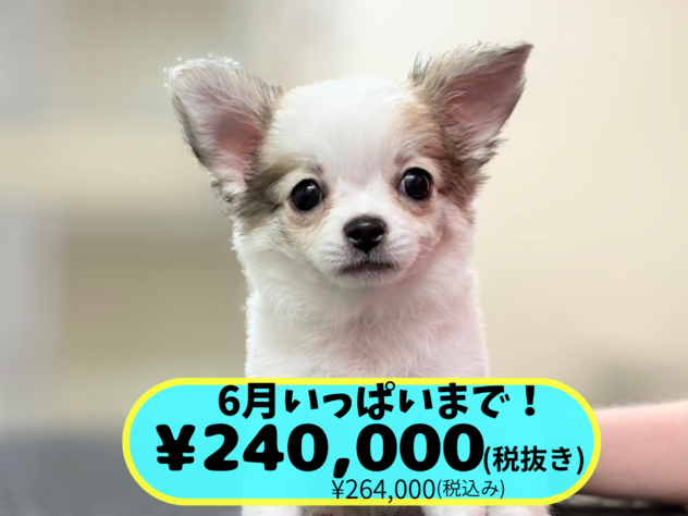 岡山県のチワワ(ロング) (アミーゴ中庄店/2026年4月13日生まれ/女の子/ホワイトレッド)の子犬
