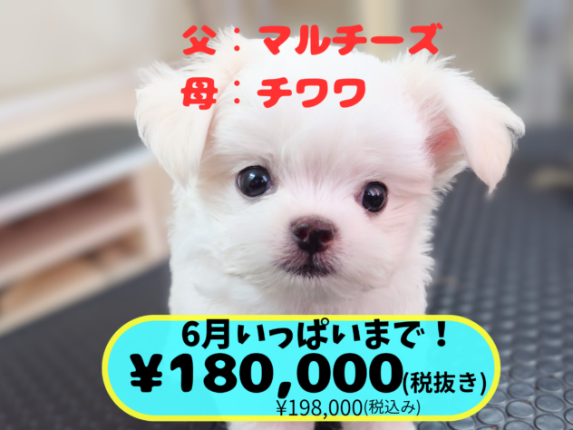 岡山県のハーフ犬・ミックス犬 (アミーゴ中庄店/2026年4月14日生まれ/男の子/クリーム)の子犬の1枚目の画像