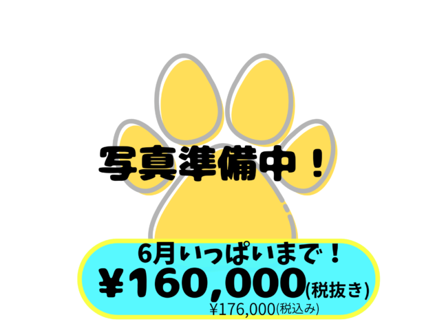 岡山県のノルウェージャンフォレストキャット (アミーゴ中庄店/2026年4月23日生まれ/男の子/レッドタビーホワイト)の子猫