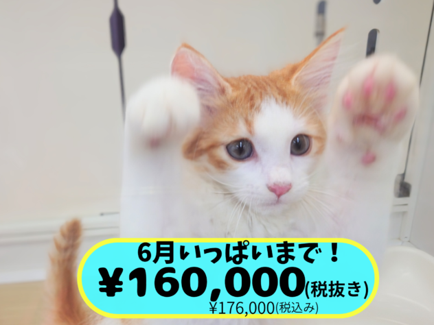 岡山県のノルウェージャンフォレストキャット (アミーゴ中庄店/2026年4月23日生まれ/男の子/レッドタビーホワイト)の子猫